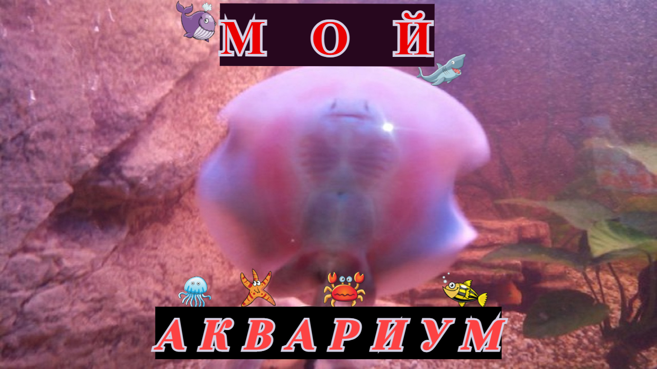 «Мой аквариум»
