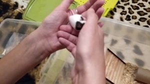 КОЛЕСО ДЛЯ МЫШЕК. ЯПОНСКИЕ МЫШИ