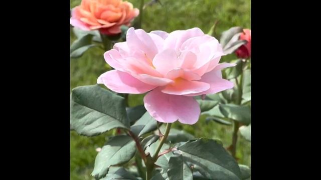 Distant Drums Rose in Summer 2022 смотреть онлайн