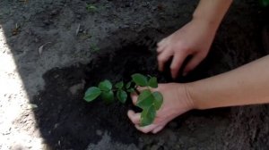 Выращивание роз из черенков