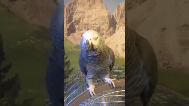 попугай темная ночь. попугай поет ночью. попуган. попугай поет темная ночь. попугай поет в микрофон.