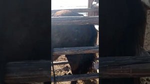 Таврение лошадей горячим методом. Подготовка, оборудование.