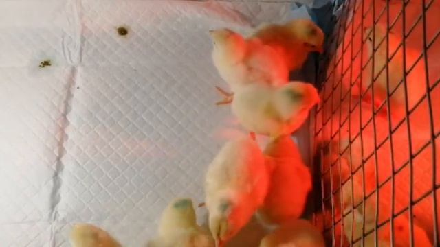 Purina vs ОКЗ (Оренгбургский комбикормовый завод). смотреть онлайн