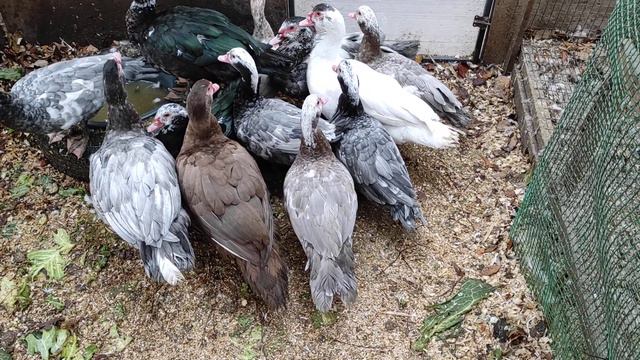 индоутки/ продажа/Омск смотреть онлайн