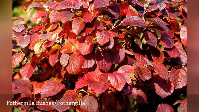 12 Colorful Shrubs For Year-Round Color 🛋️ смотреть онлайн
