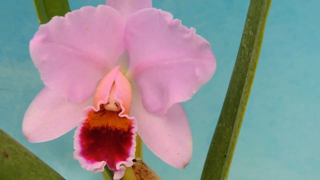 Cattleya percivaliana `Mem .Don Eugenio ' AM/AVO. (orchid) смотреть онлайн