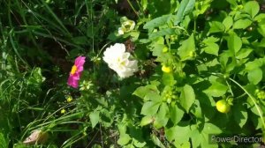 Георгины однолетние и многолетние