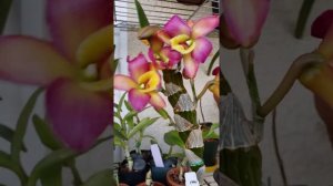 Dendrobium oriental smile fancy