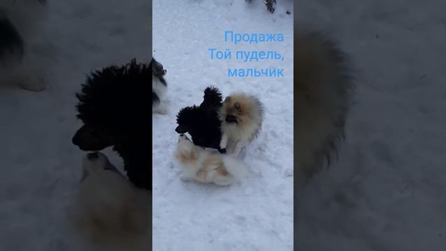 Той пудель,продажа. смотреть онлайн