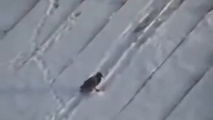 Умная ворона катается по крыше, как на санках