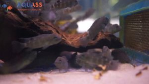 ?Aquass - Цихлида львиноголовая Рыба-Казуар