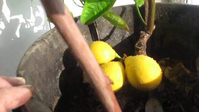 Привой КАЛАМОНДИНА влияет на культурный цитрус смотреть онлайн