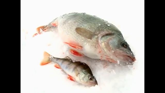 Ловля окуня на балансир зимой | Зимний окунь - горбачи