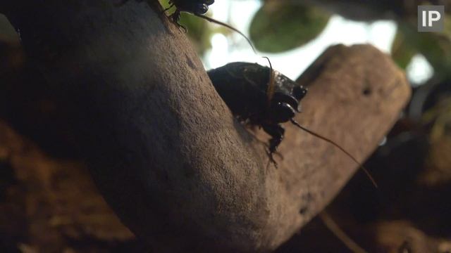 Madagascar Hissing Cockroach - Gromphadorhina portentosa - Bristol Zoo смотреть онлайн
