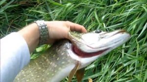 Щука на спиннинг. Техасская оснастка / Pike. Spin-Fishing. Texas Rig. 17.08.2014