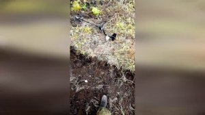 Шурф Фундамента. Коп Монет с Металлоискателем. В Поисках Старины.
