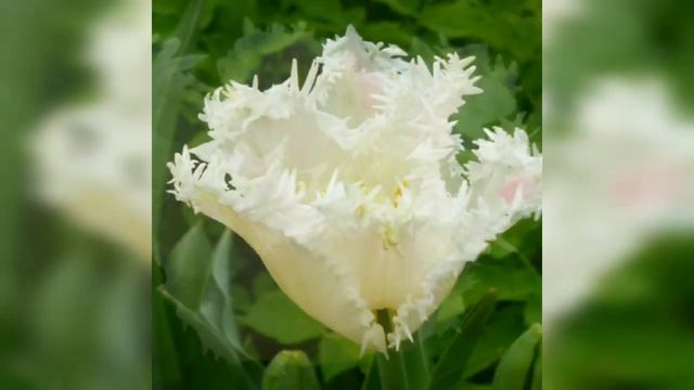 66 Этот мир придуман не нами. Год Тюльпана и Енота.#Пугачёва, #стихияпарамир, #стихижизни,  #годб смотреть онлайн