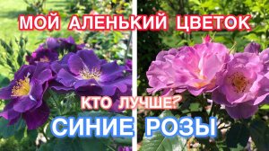 Кого выбрать Розы Рапсоди ин Блю или Блю фо ю Rhapsody in Blue, Blue for you ??