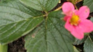 DSCN5480.AVI Клубника с красными цветками сорт ТАСКАНА