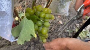 Кобзарь, Фрумоаса Албэ, Каберне-фран