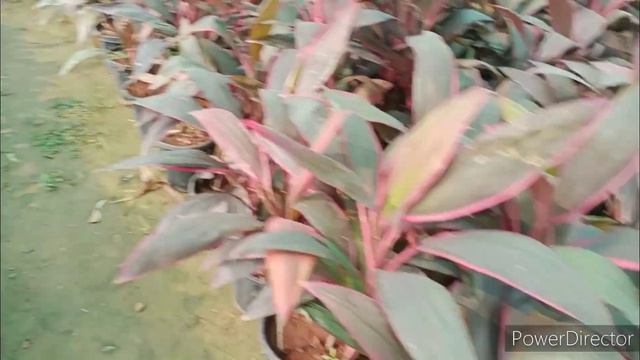 Low care and low light plants/Winter plants/Monika Saini nursery