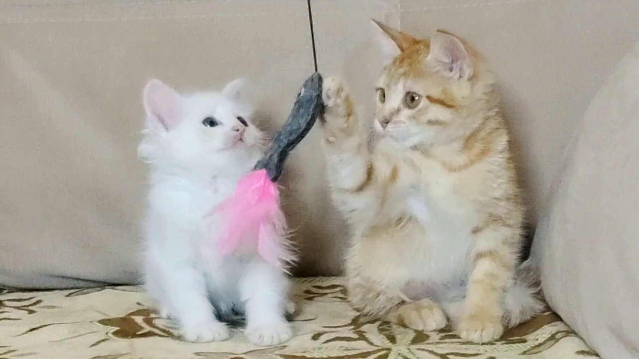 Мама играет с котятами. Котята счастливы. ???