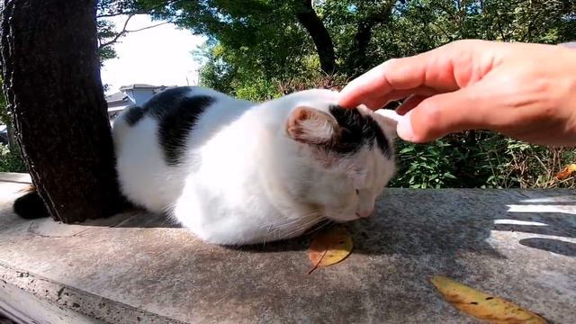哲学の猫達をモフモフしてきた。