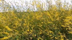 Донник. Отличный медонос.