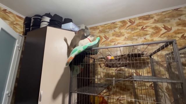 ГолоОпая Люська мчится домой со всех лап и ПРЯЧЕТ ЛЮБИМОГО КОТА))) смотреть онлайн