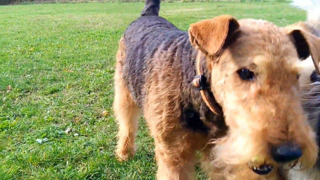 DOG VLOG: Наш Анонс, World Dog Show 2017.