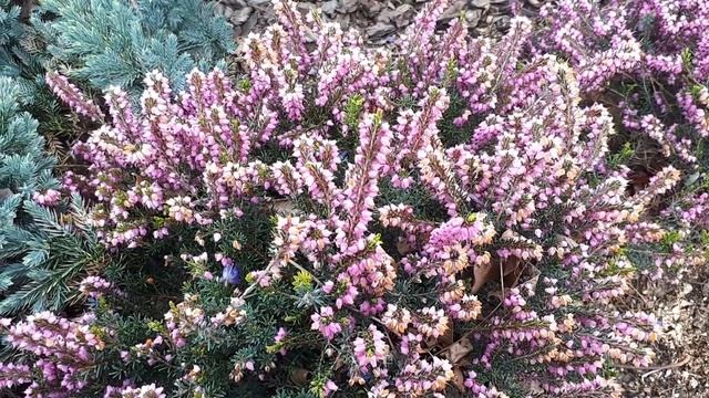 Calluna vulgaris - grow & care (Heather plant) смотреть онлайн