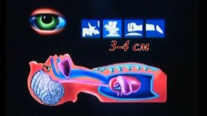 Оказание первой помощи при клинической смерти