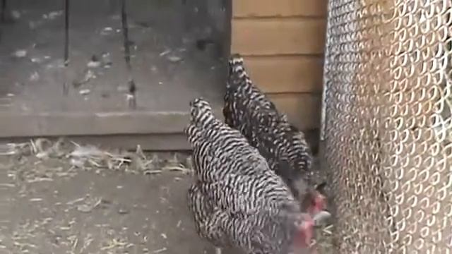 Плимутрок полосатый смотреть онлайн