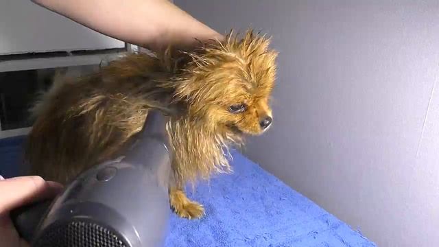 Померанский шпиц, уход за шпицем, команда Апорт, лакомство для шпица, немецкий шпиц играет смотреть онлайн