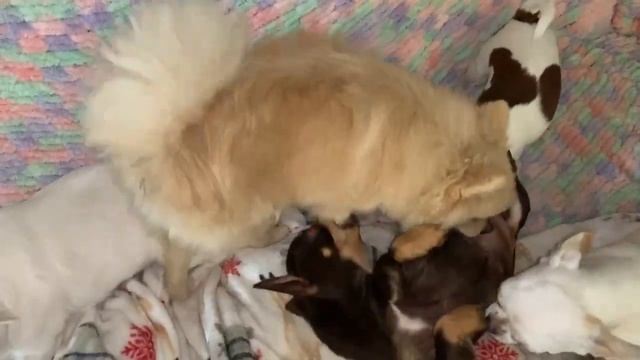 Всем спокойной ночи и волшебных снов. смотреть онлайн