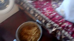 Выращиваем вешенки дома.