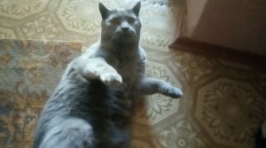 2692 Кот британской породы Британский котик Цап царап кусь играю с котом британцем британская кошка
