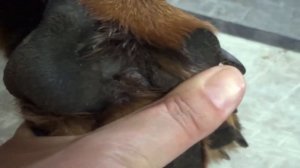 ЛЕЧИМ ПОДОДЕРМАТИТ У СОБАКИ. РЕМИССИЯ