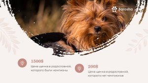 Йоркширский Терьер Цена, Мини Йорк Цена, факторы влияющие на цену йорка