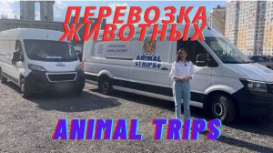 Перевозка l Доставка животных автомобилями компании Animal Trips