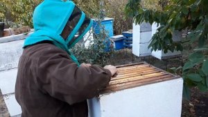 Не порядок | Расплод замерзает | Пчелы мало | 566. 00