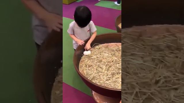 Контактный зоопарк в торговом помещении смотреть онлайн