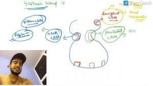 Gastric gland physiology/Layers of Git / Gastric gland Secretion & Function