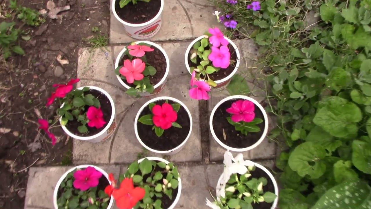 Высаживаю бальзамины и катарантусы.