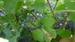 Сорт винограда Ювендана.