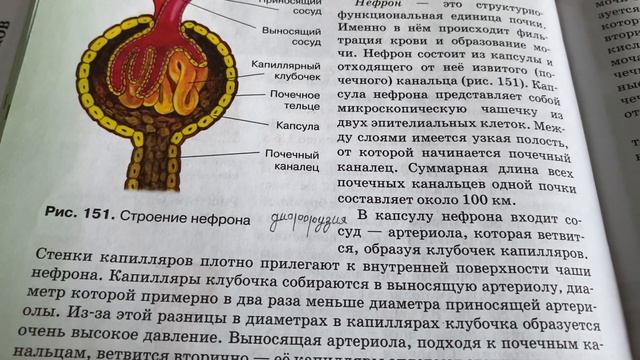 ✅Биология 8 кл/М.Б.Жемчугова/Тема 43:Мочевыделительная система/20.02.23 16:41 смотреть онлайн