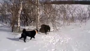 Охота на Дикого Кабана с Собаками / Выезд 2016