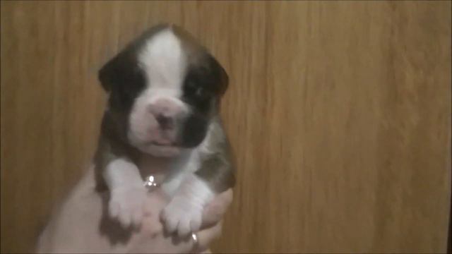 НВХ Шангри Ла Боксер 10 дней смотреть онлайн