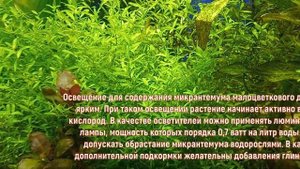 Аквариумное растение Микрантемум микрантемоидес #Аквариумныерастения#Micranthemum#Micranthemoides#)