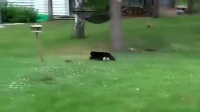 приколы видео самые смешные 2016 про животных смотреть онлайн